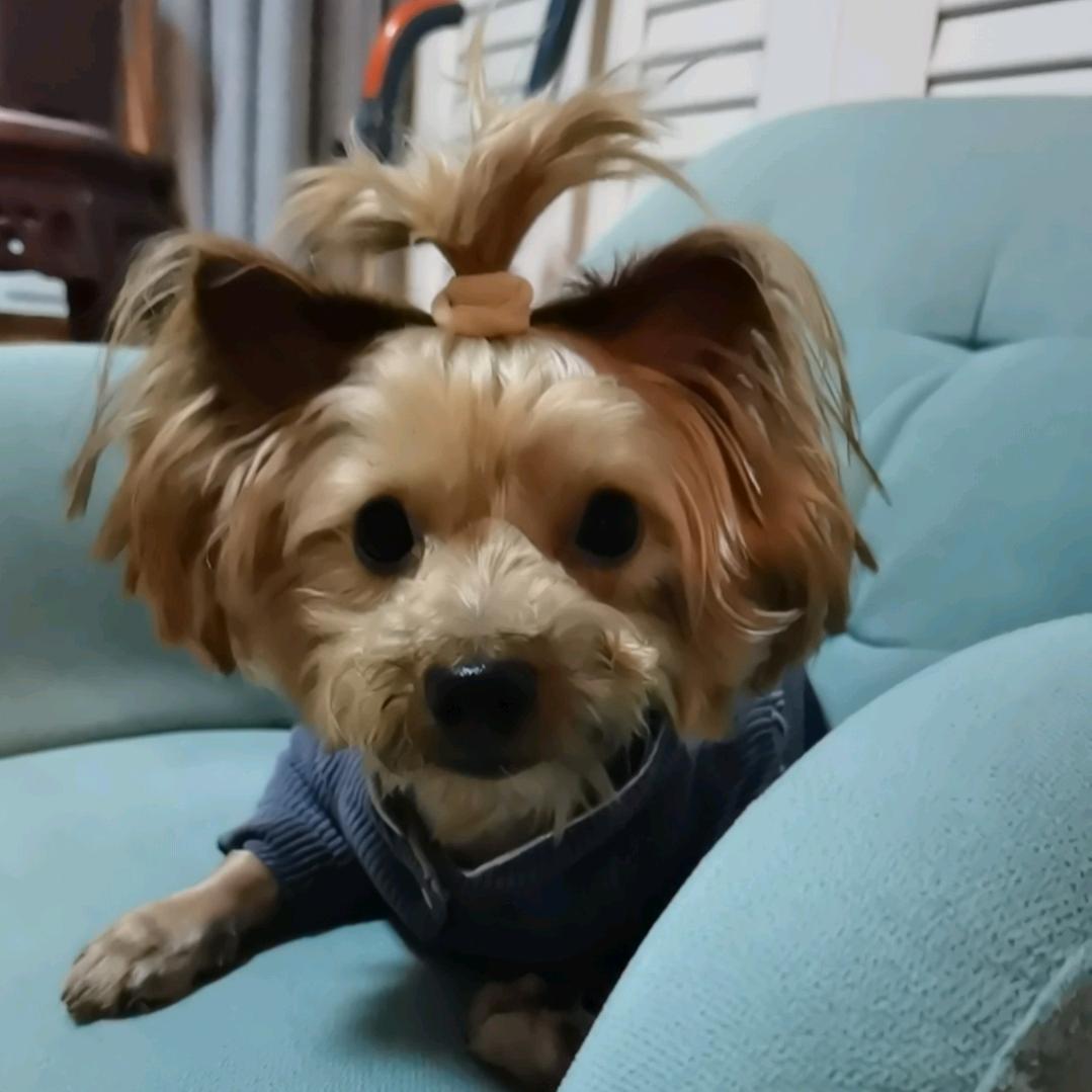 粉色精灵