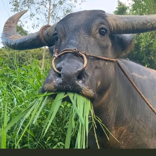 我就是那个男人