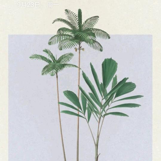勿忘我