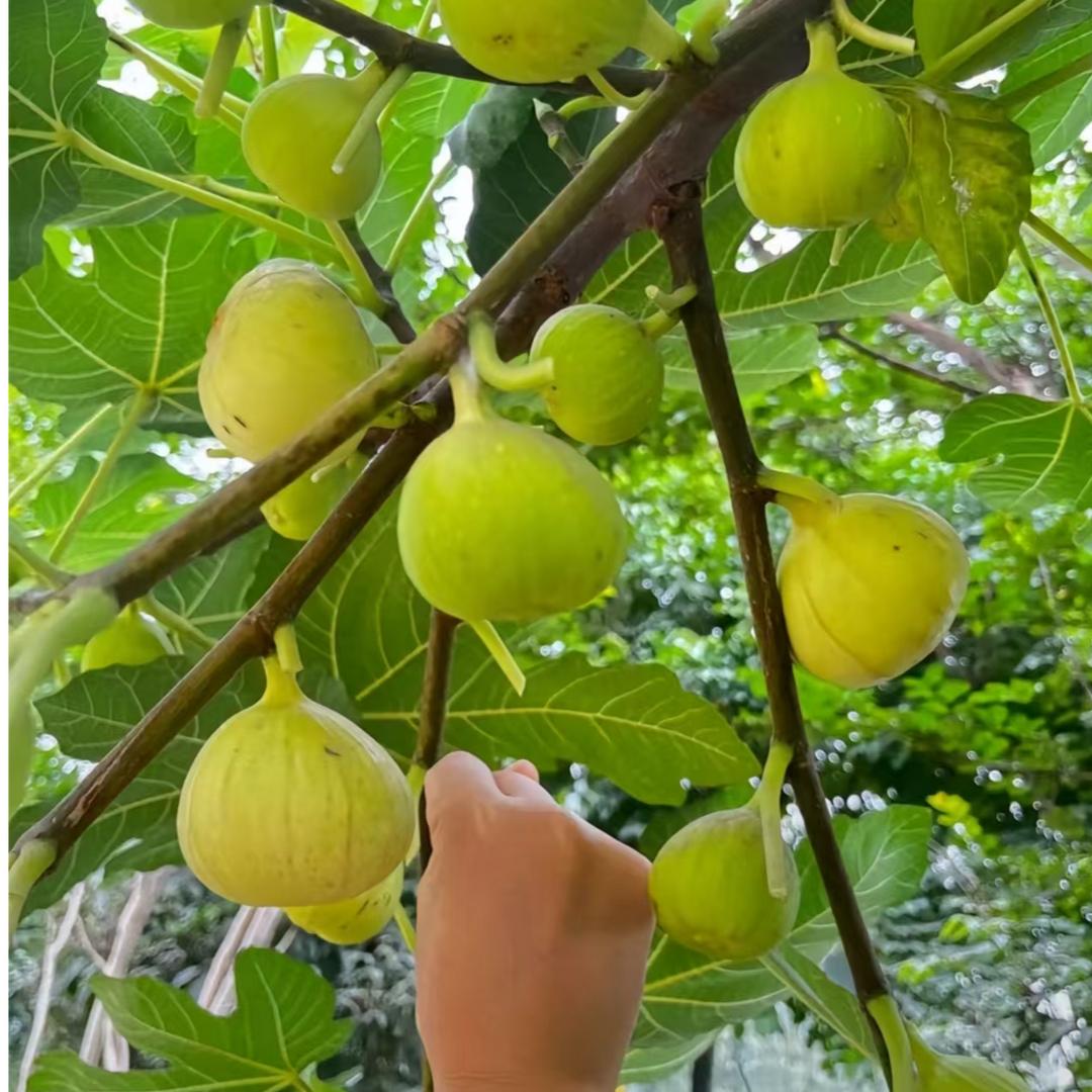 青虎苗木无花果