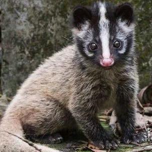 湖北果子狸彭利名