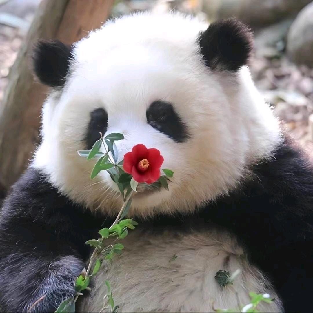 福宝萌宠