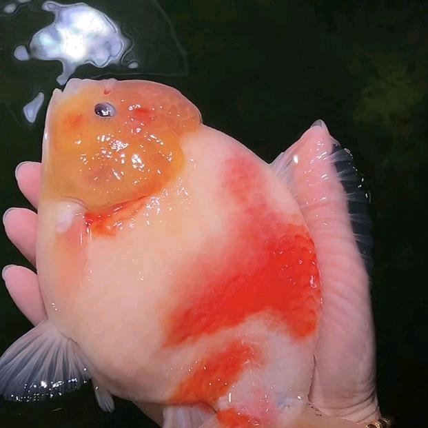 清缸选手🌈
