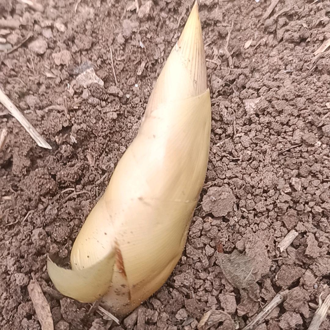 o▬▬l▅▅▅▅▅▅▅▅▅▅▅▆▇◤