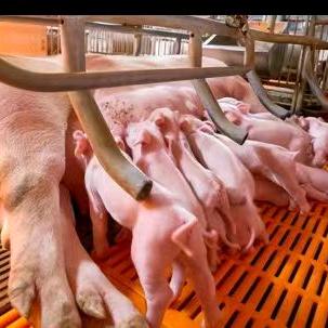 贵州天胜种猪场