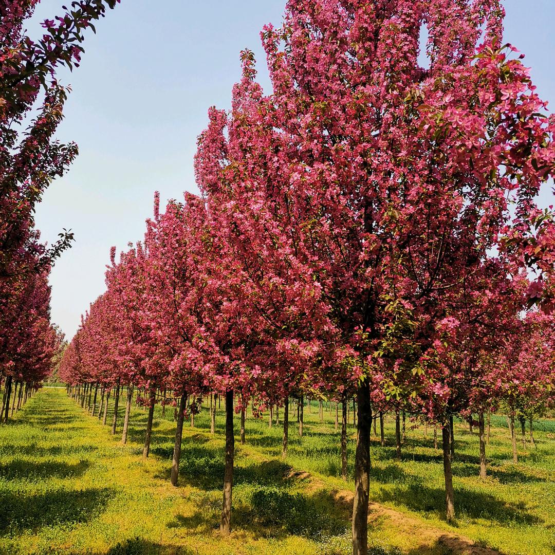 高杆绚丽海棠树