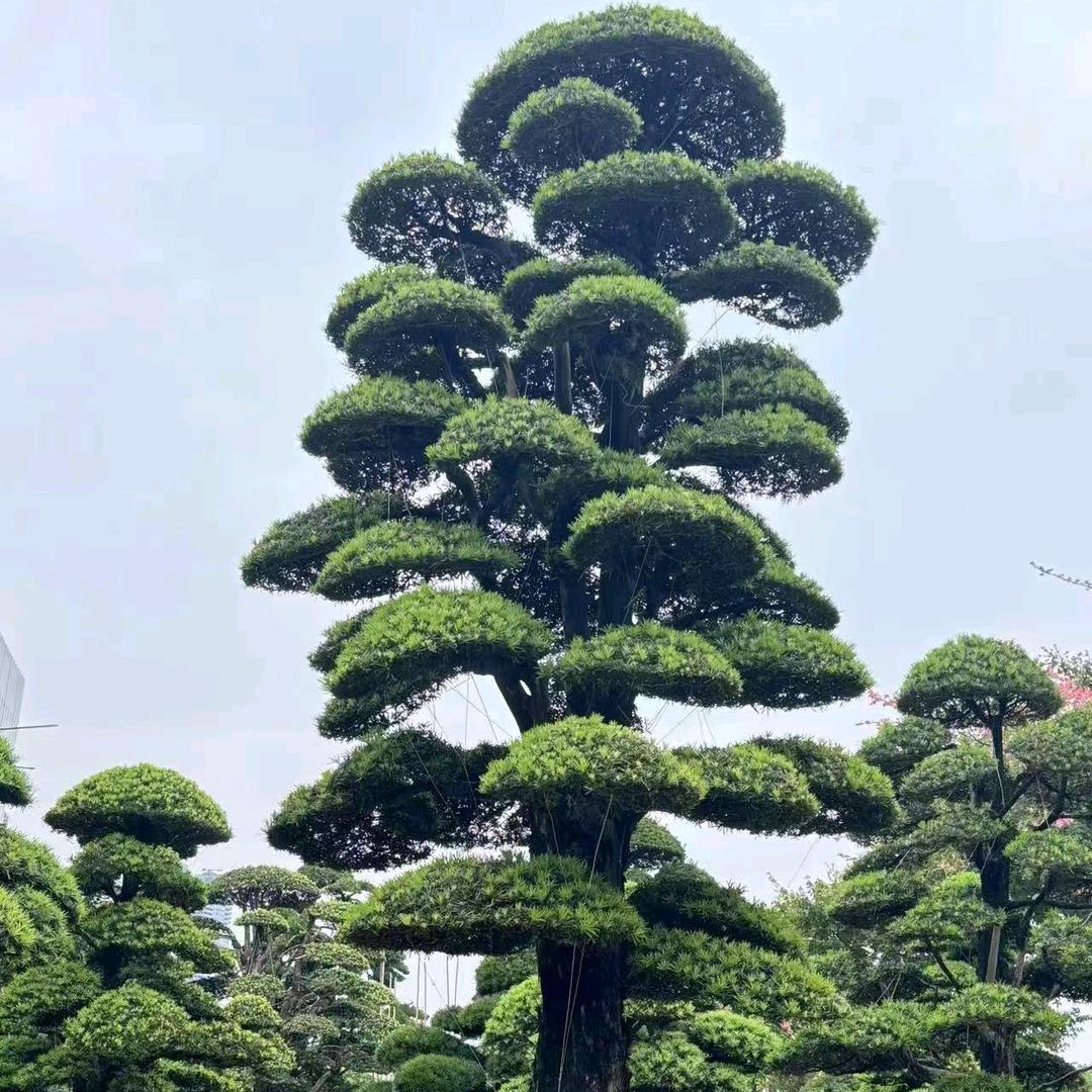 上绿进囗树
