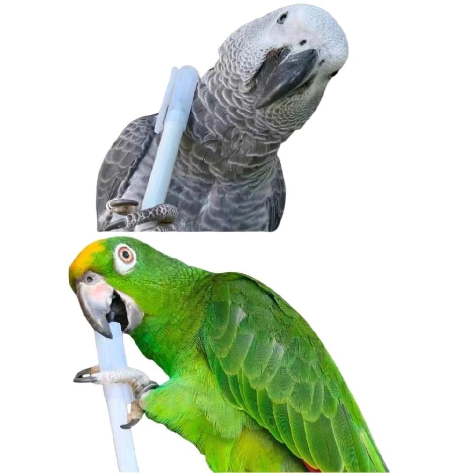 萌宠鹦鹉