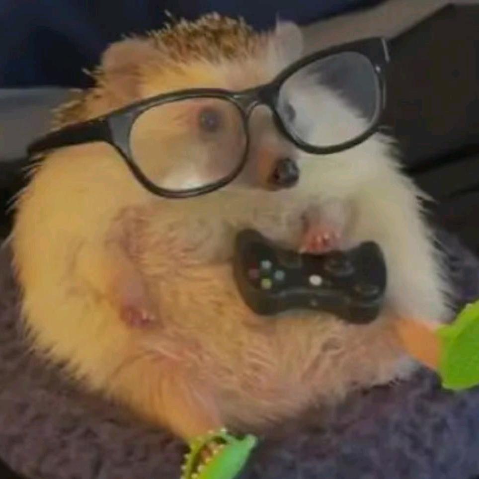 大刺猬🦔