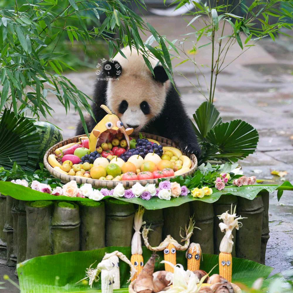 春野秋野龙野凤野最最最最可爱