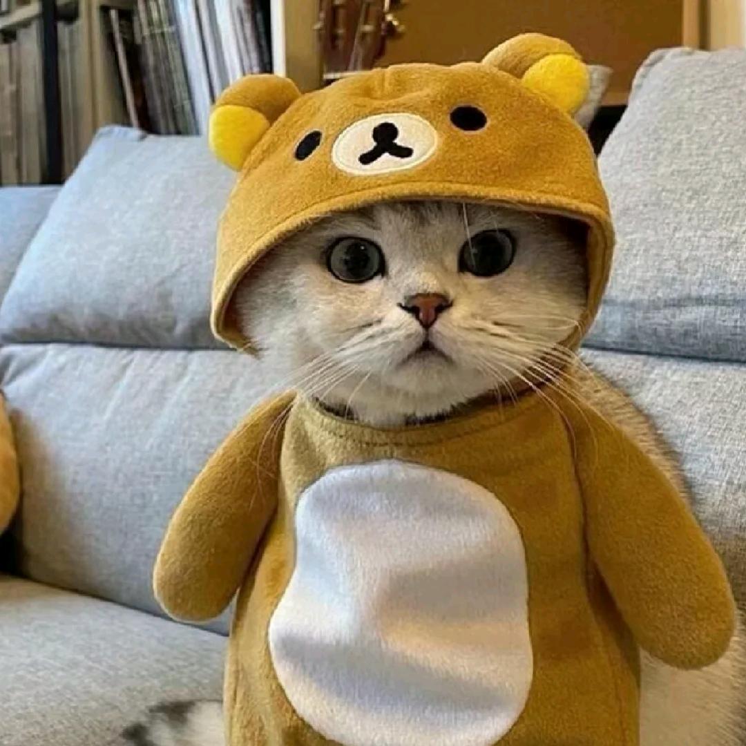 (◕ˇ∀ˇ◕)