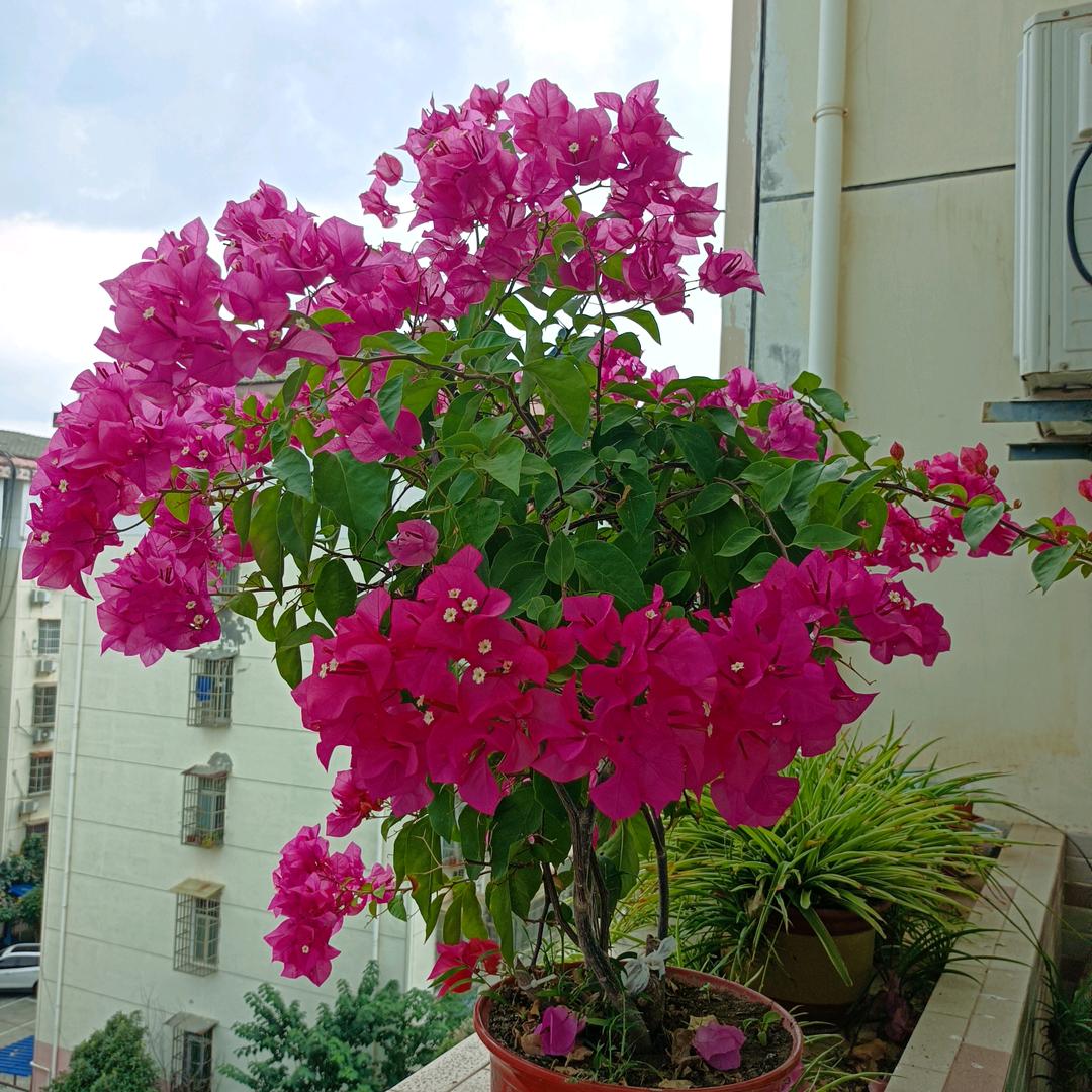 伊杨