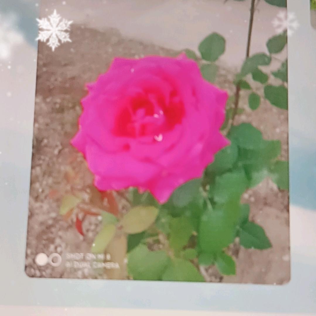 明天会更好