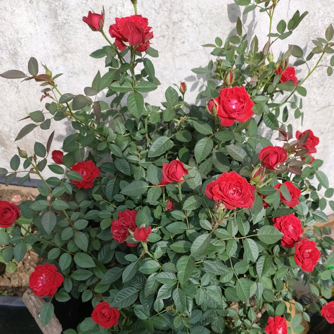 好运连连的使者