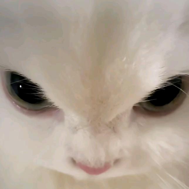 摸鱼中