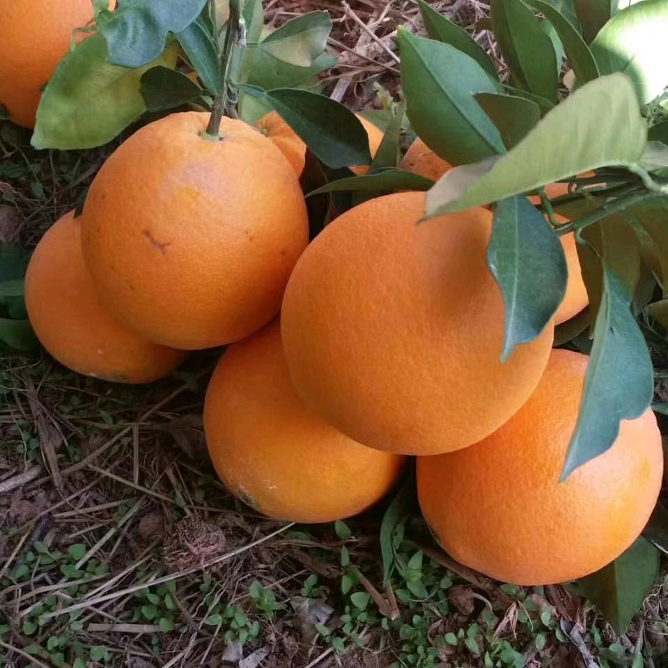 橙上佳肴水果