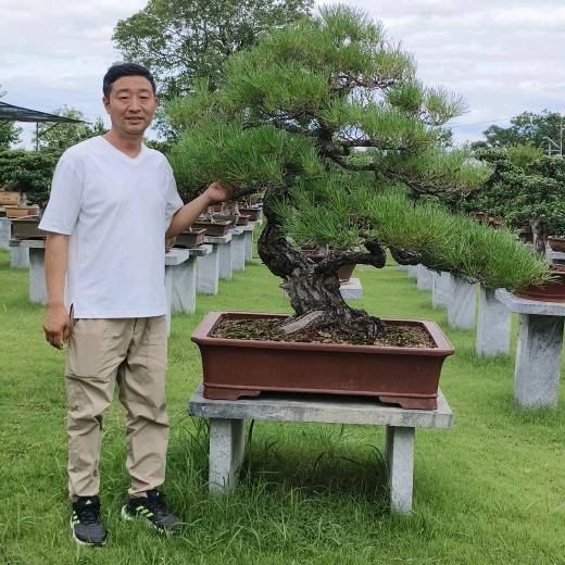 安庆做盆景的小王