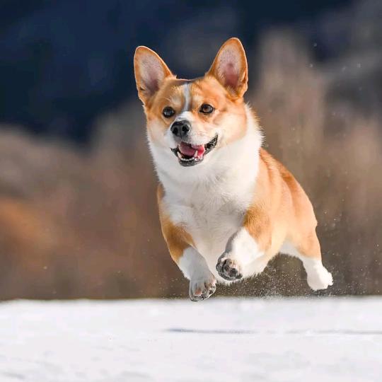 叶🍃🍃🍃