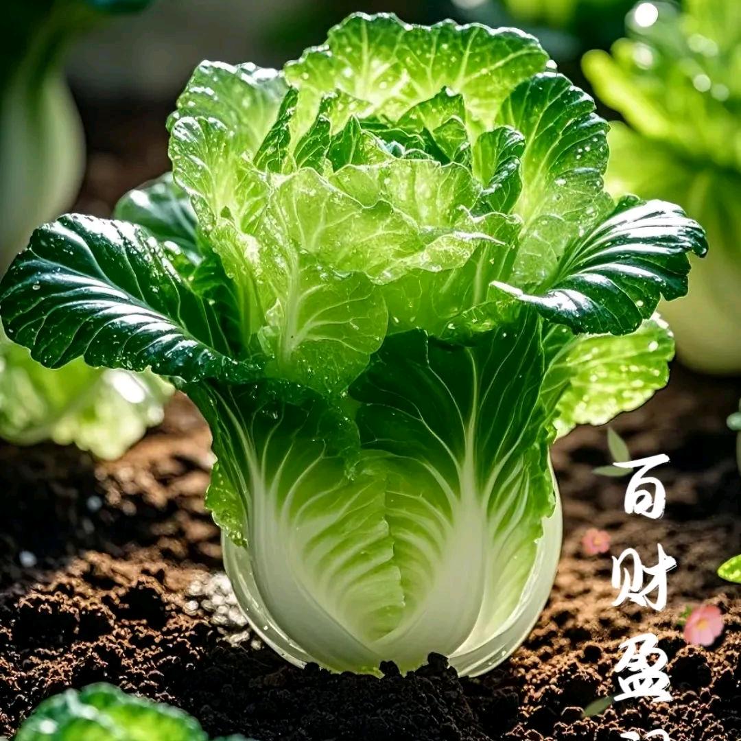 光芒万张☀️