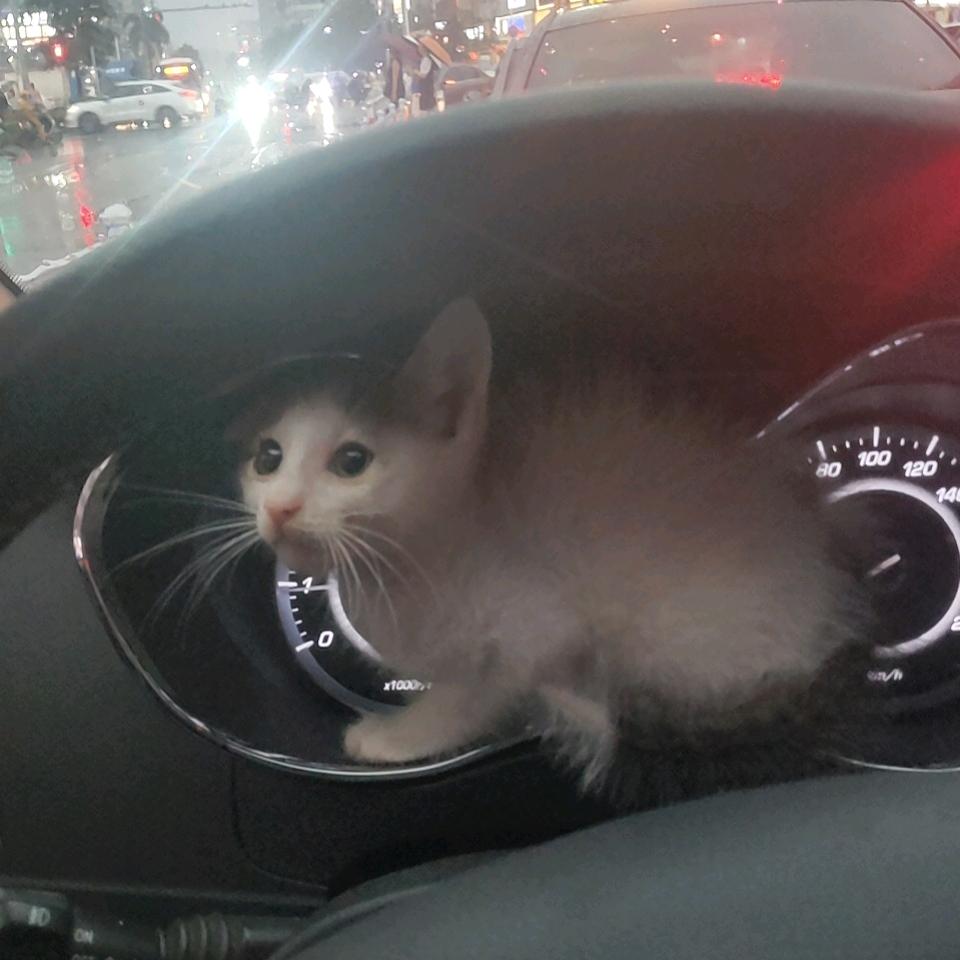 渔歌晚唱