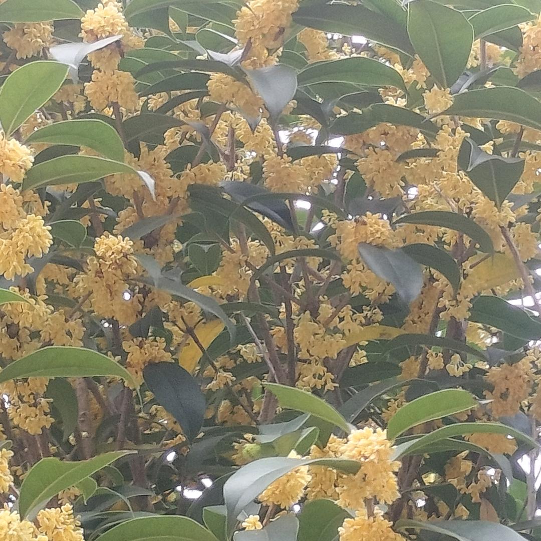 西洋店陈海彬专业下乡包桌