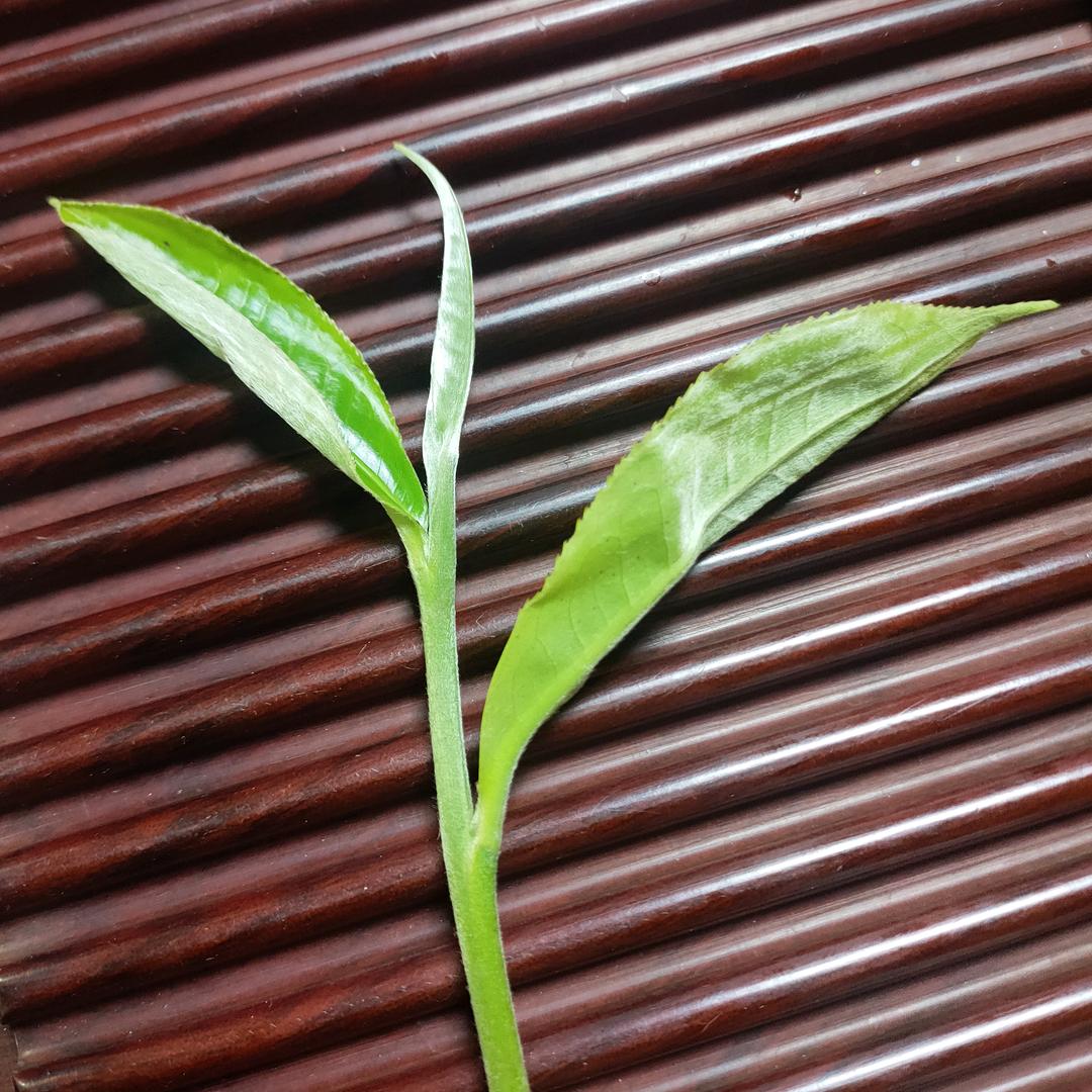 勐撒广云茶厂，茶香万里