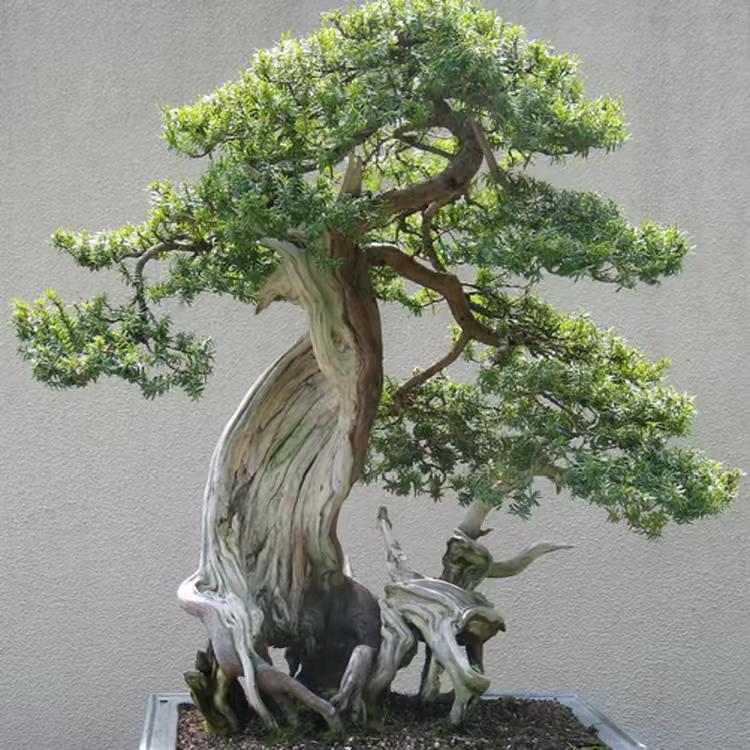 水玲珑盆景