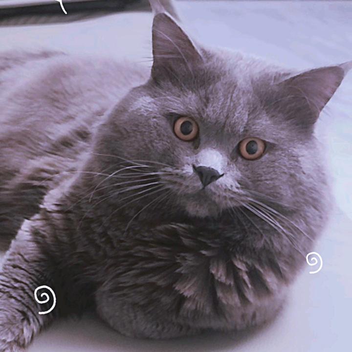 乔开心