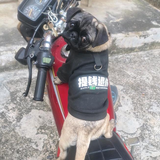 甜筒巴猪