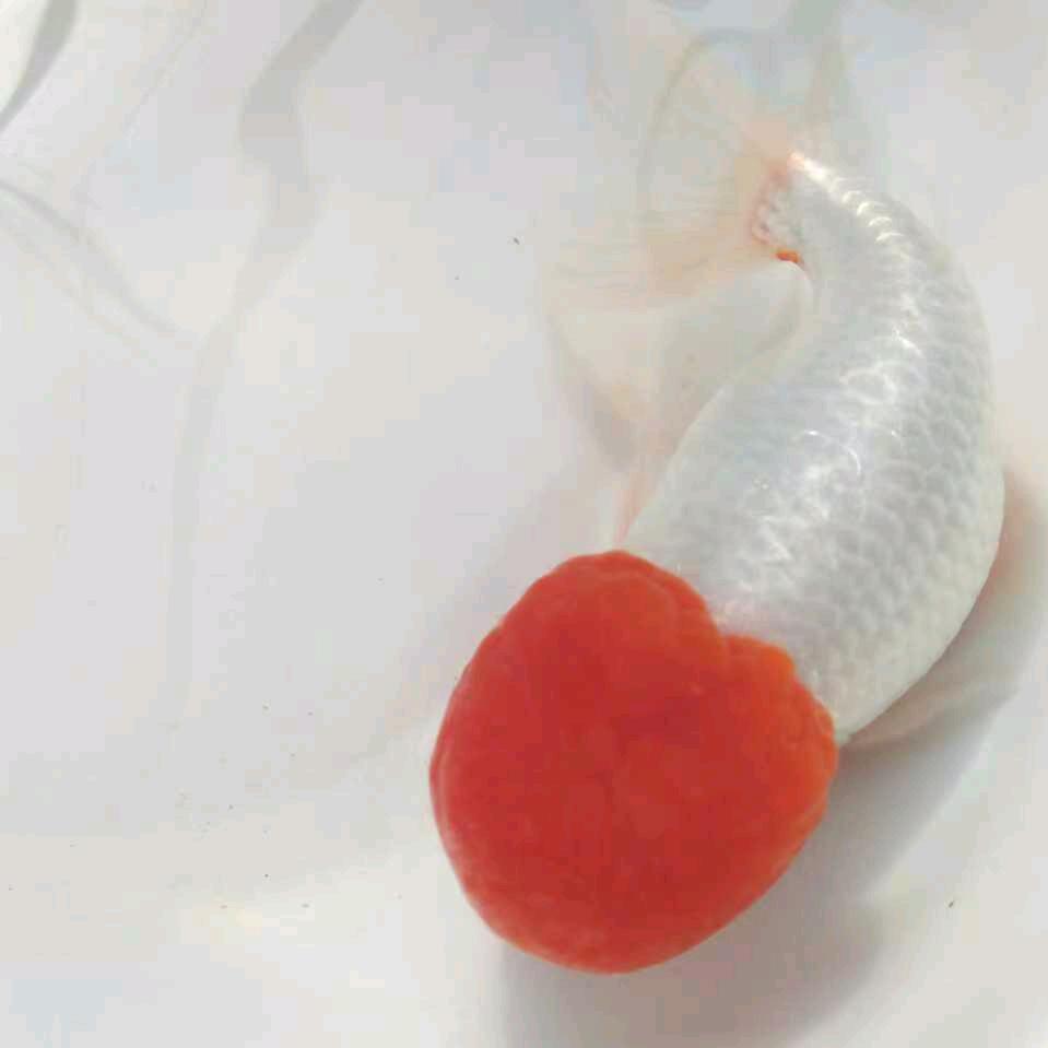 80后金鱼优选店