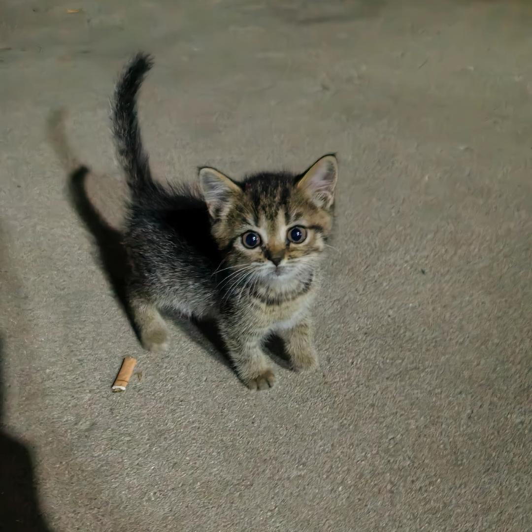 好色的小猫咪（随缘版）