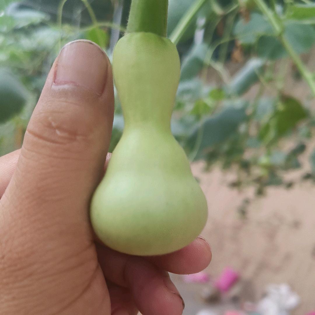 晋水河畔文玩葫芦工艺品店