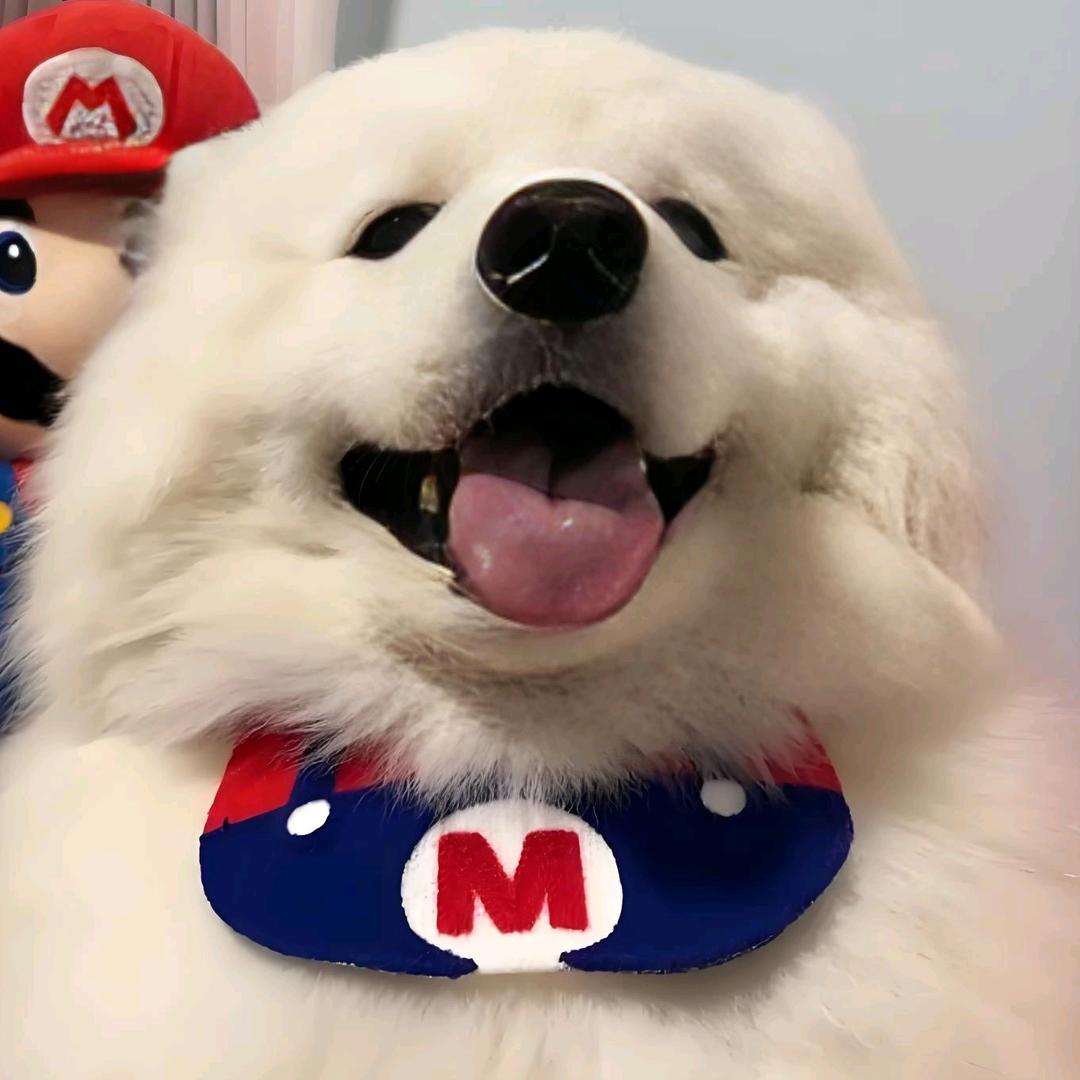 爱犬之梦