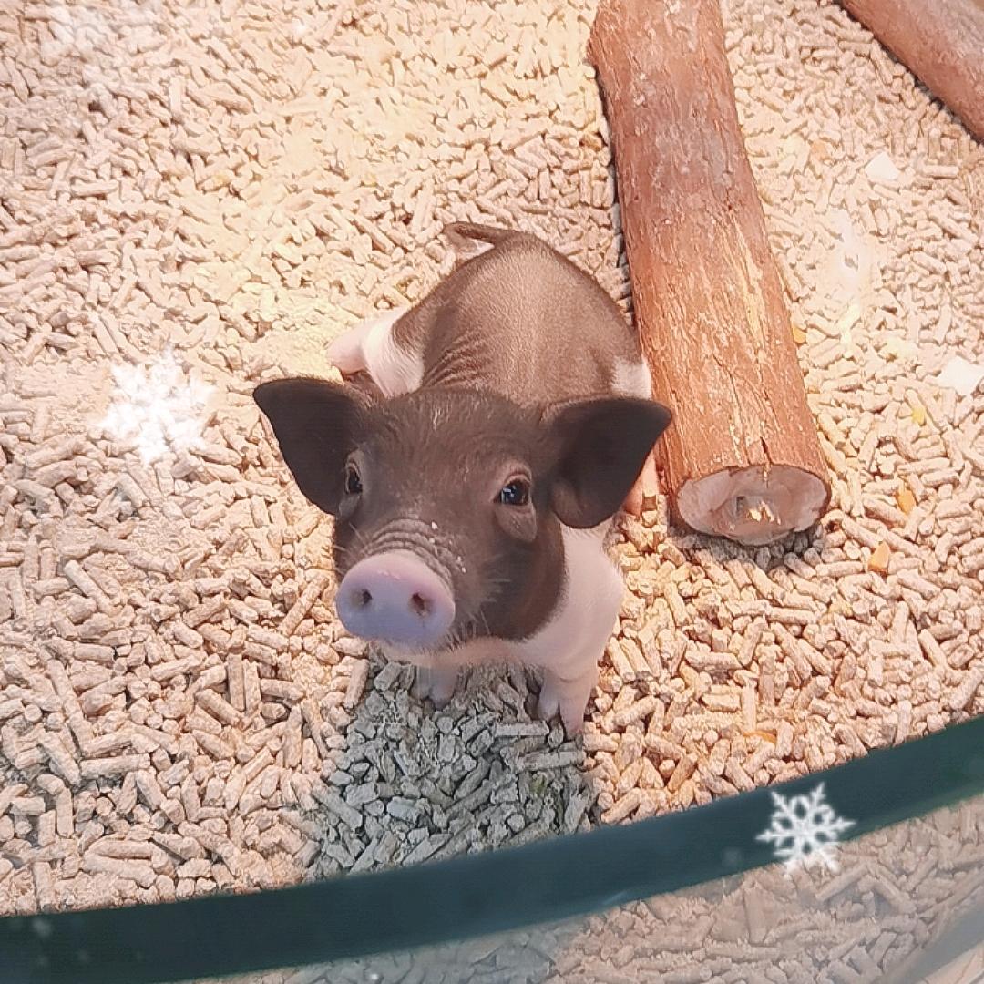 鸭小七自然探索乐园