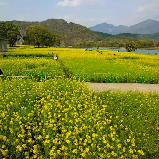 桃李芳芬