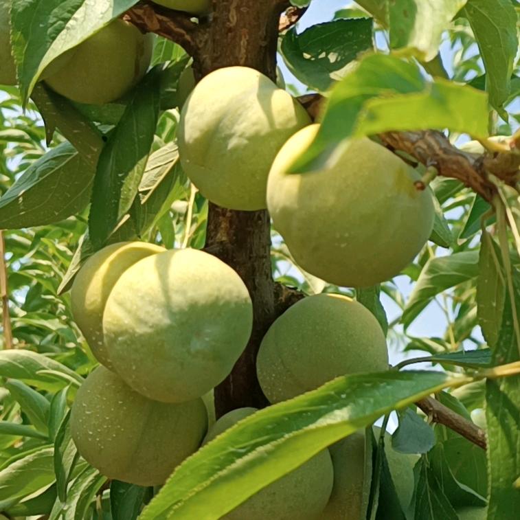 乐乐淘（陕南精选）