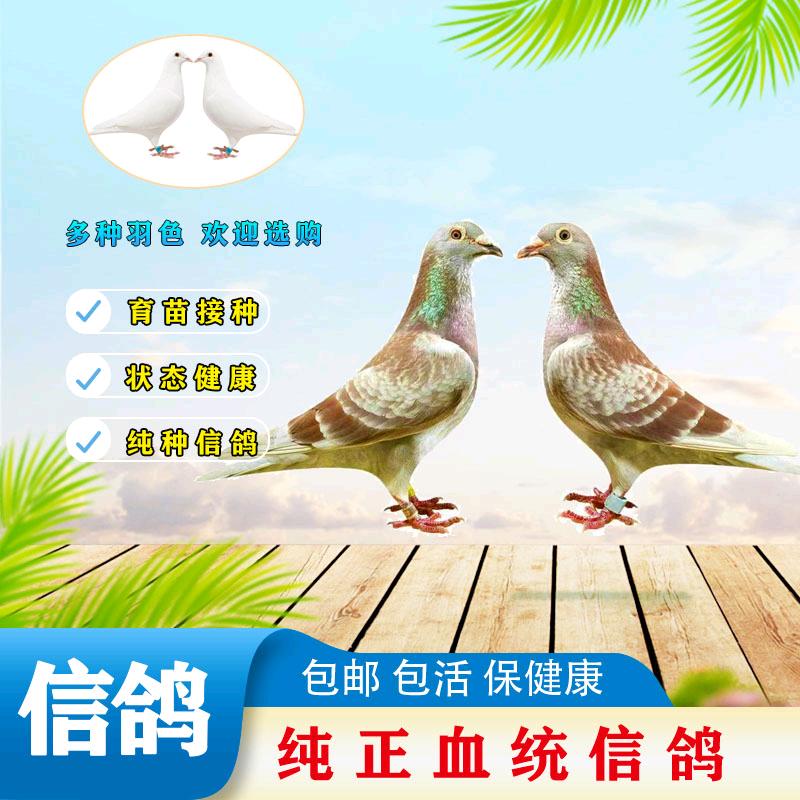 谯城牧鸽业