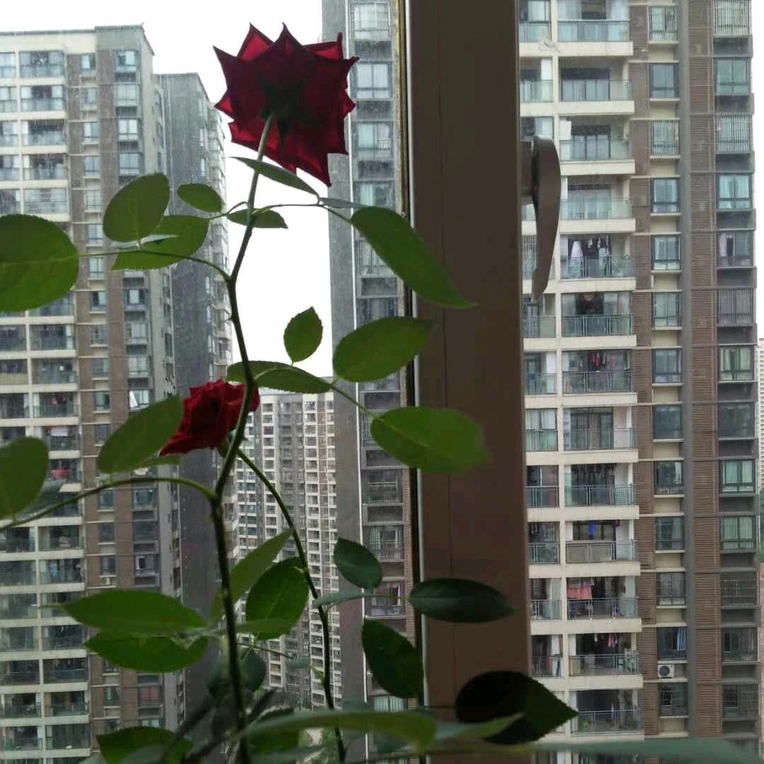 吉祥如义