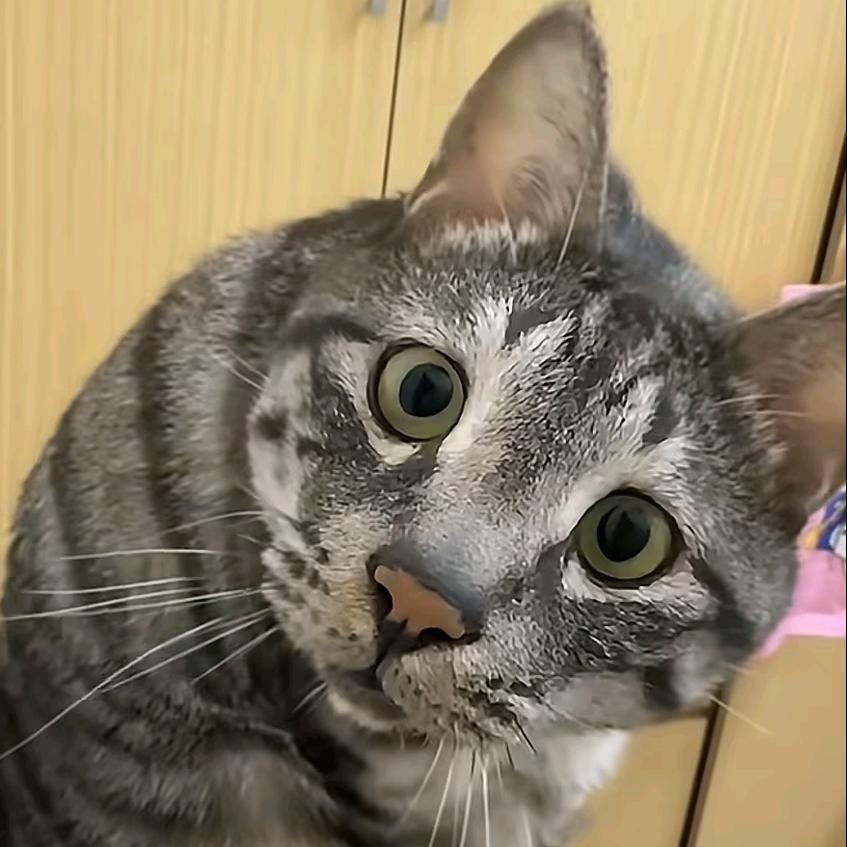 小黄鸭