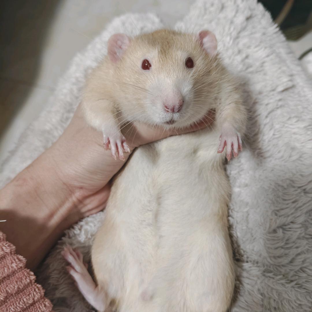 一只橙子🍊（出花枝）