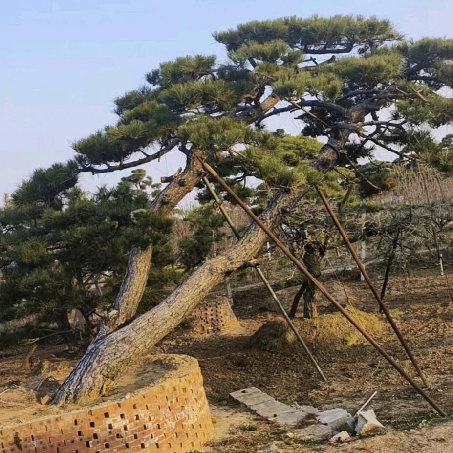 豪园别墅庭院景观松