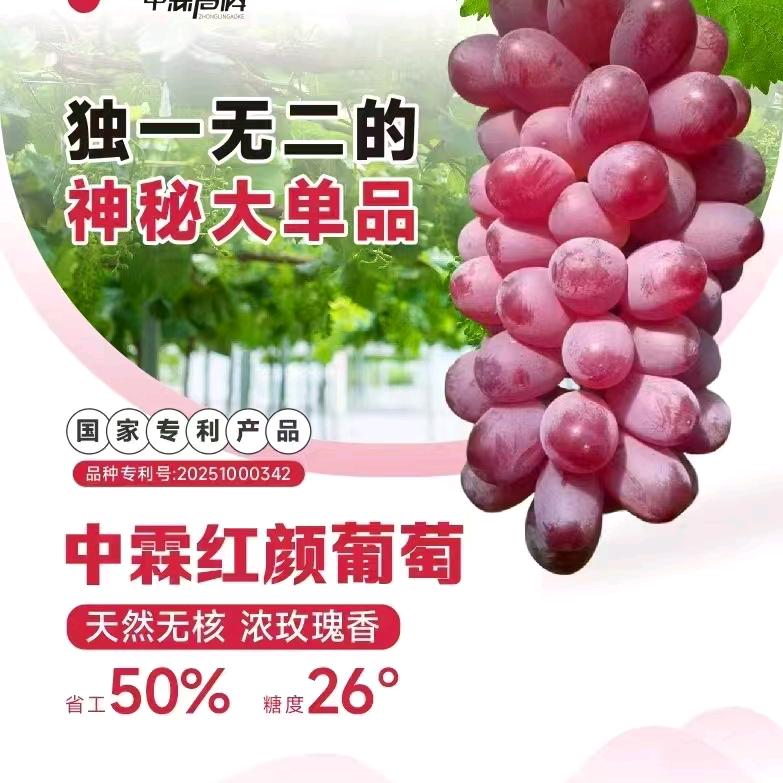 中霖红颜苗木-小凡