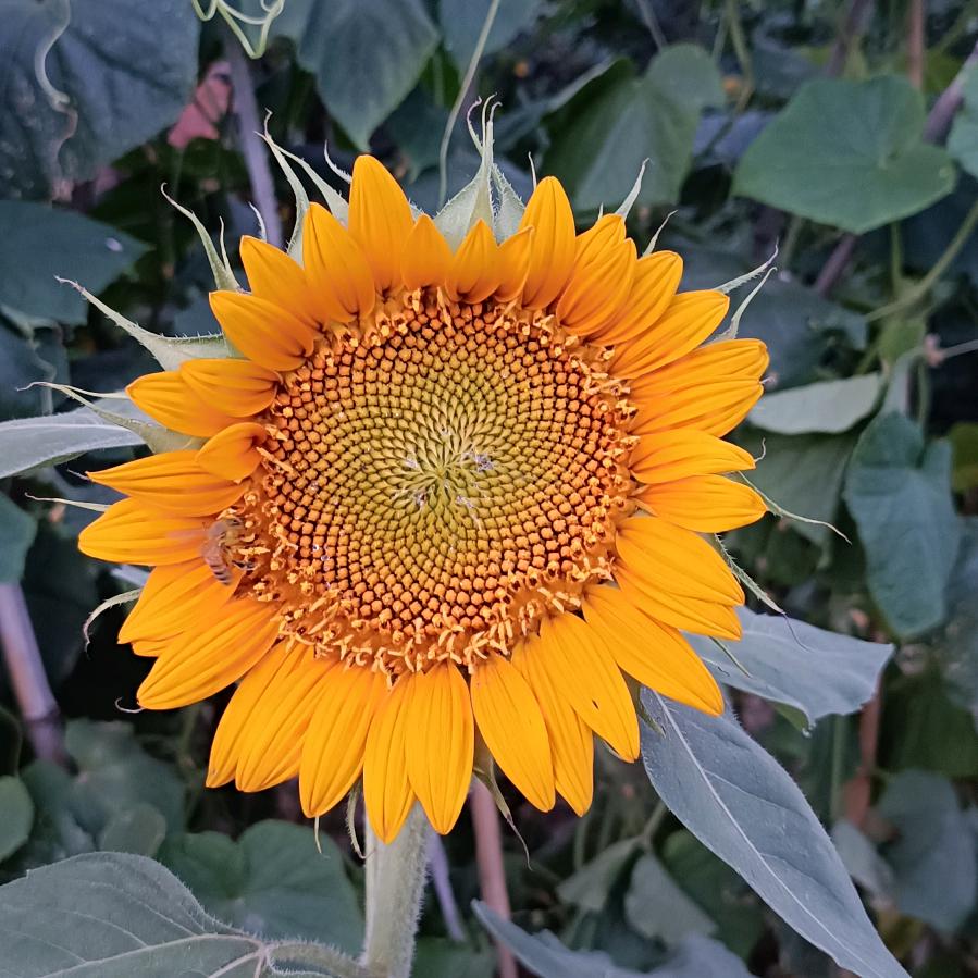 新蔡代买代送家