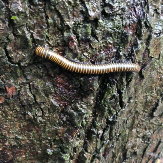 🍳黑漂才有激情🍳