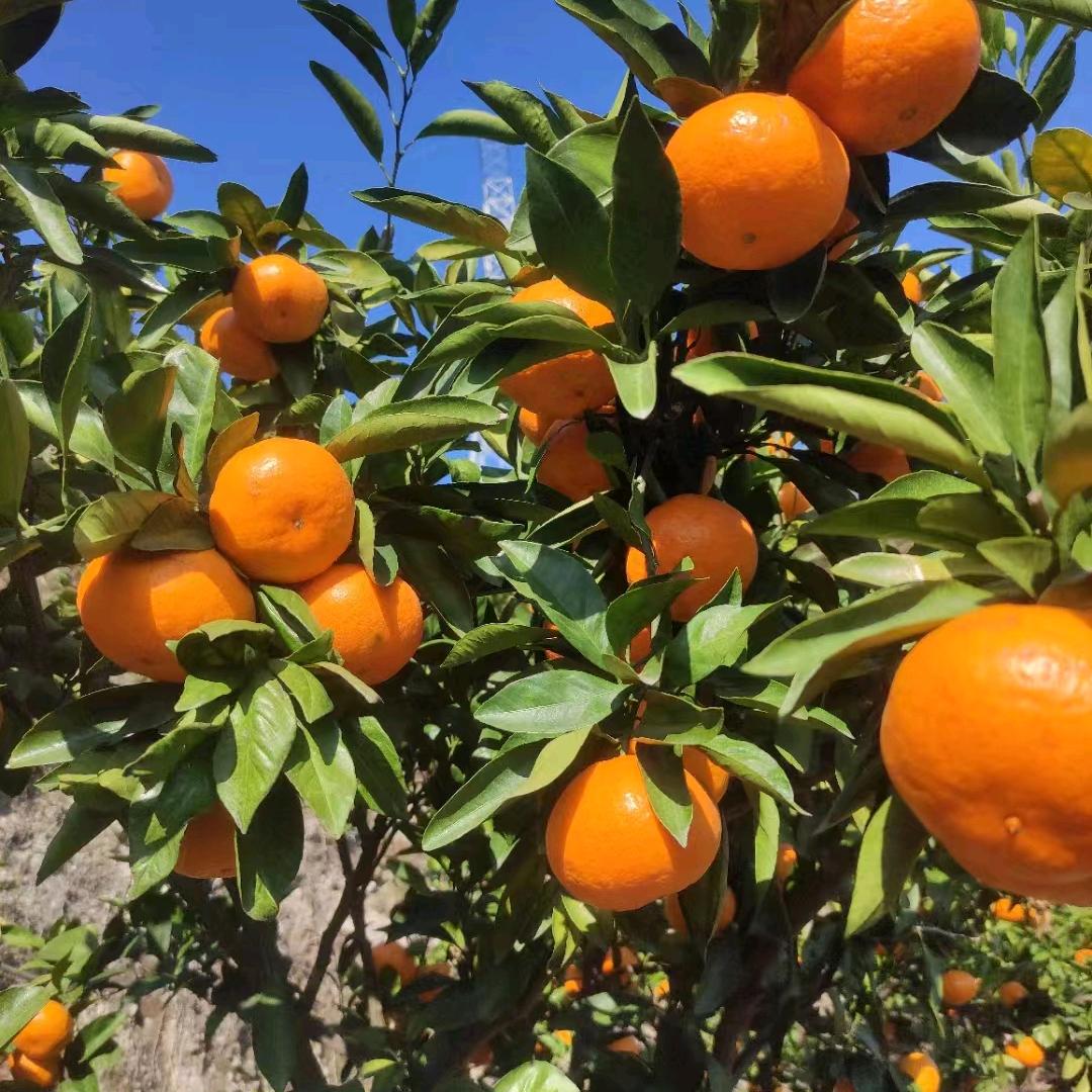 槐溪生态园专业合作社