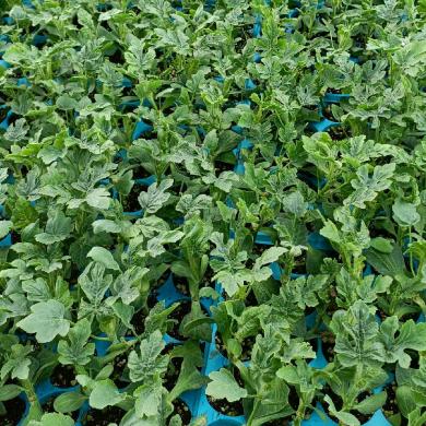 宿州市埇桥区韩跃农业种植家庭农场