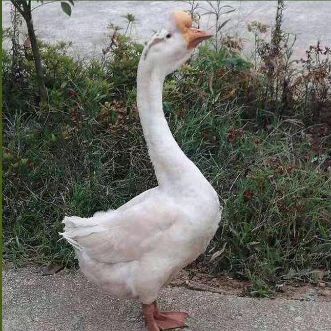 怜友惜鹅苗孵化