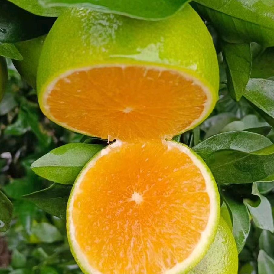 34975045411