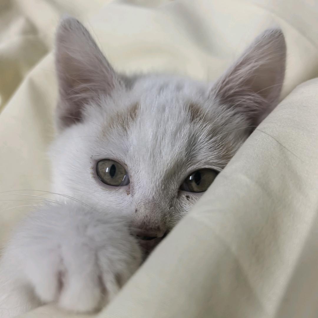 豆包之成长日记