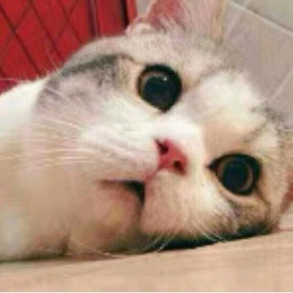 猫南北